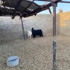 تيس الاسود الفحل للبيع