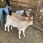 عجلين دواغير سويسرية للبيع