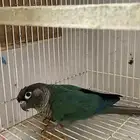 ذكر كنيور بلو شيك (( تم البيع ))