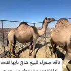 ناقه للبيع