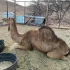 ناقه للبيه