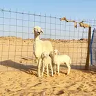 شاه حريه خصم جرم وشعره وديس شرط مركن