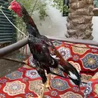 ديك تايلندي مكس تركي