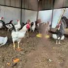 دجاج واديوك بلديه للبيع
