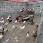 دجاج بلدي للبيع العدد 600تقريبا