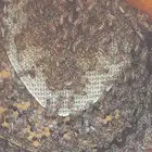 نحل عسال بلدي للبيع للتواصل