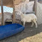 رخل حريه 6 شهور