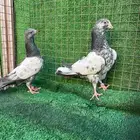 طبه فروخ حمام باكستاني