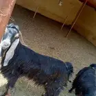 تيس فحل عارضي طيب