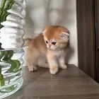 قط سكواتش قولد بيور