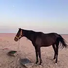 حصان للبيع