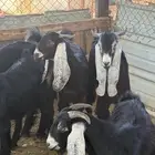 تيوس مخاصي فل شحم