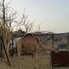 قعدان للبيع