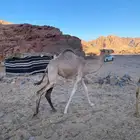 بكره للبيع