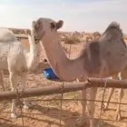 للبيع بكره مفروده