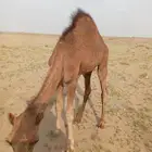 ثنين قعدان على حليب امهاته لباني