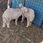 طليان وتيوس ثلاجه حلال بر فل شحم ولحم