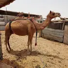 خلفه ساحليه