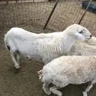 طلي فحل رباع مشرووط شمال جده