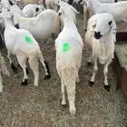 طليان سواكن بيض