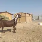 جنوب الحاير