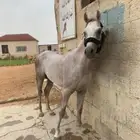 حصان شعبي عمره ثلاث سنوات اسمه براق طول 7