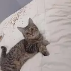 بسس صغار تبني