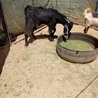 تيس 8 شهور