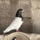 حمام باكستاني