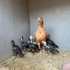 دجاجه باكستانيه بفروخها