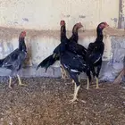 ديك باكستاني سندي عمر 6-7 اشهر