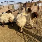 جذعات نعيم حيل