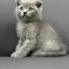 قط ذكر سكوتش فولد للبيع