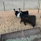 معزا عوراض للبيع