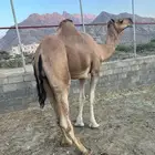 فحل ثني عوادي مشروط لقاح