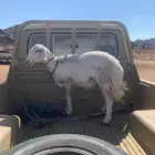 شاه رباع مابعد ولدة فل جايه من البر اليوم تاصل ان شاءالله