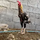 باكستاني أصلي للبيع