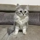 العثور على قطه حي الياسمين