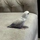 روز أليف نطيف