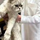 قط ضائع