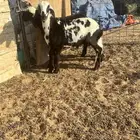خروف ورخل سواكن انتاج المراح
