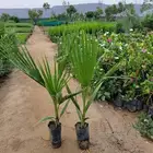 نخل وشنطني  البيع على اطلب جمله