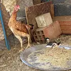 دجاجة باكستانية معها 3 فروخ دم صافي