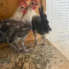للبيع ديكه فيومي العدد 6 حبة العمر4 اشهر
