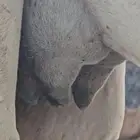 خفوت وضحاء