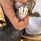ماعز العدد ثلاثة