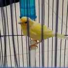 طير كناري سوري