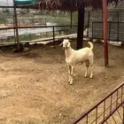 مشاريع فحوله بيشيه