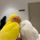 طير روز ضايع