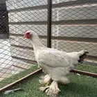 للببع دجاجه امريكي